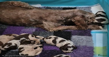 Italian Spinone dogs Brown Roan Italian spinone Puppy  - Advert 10