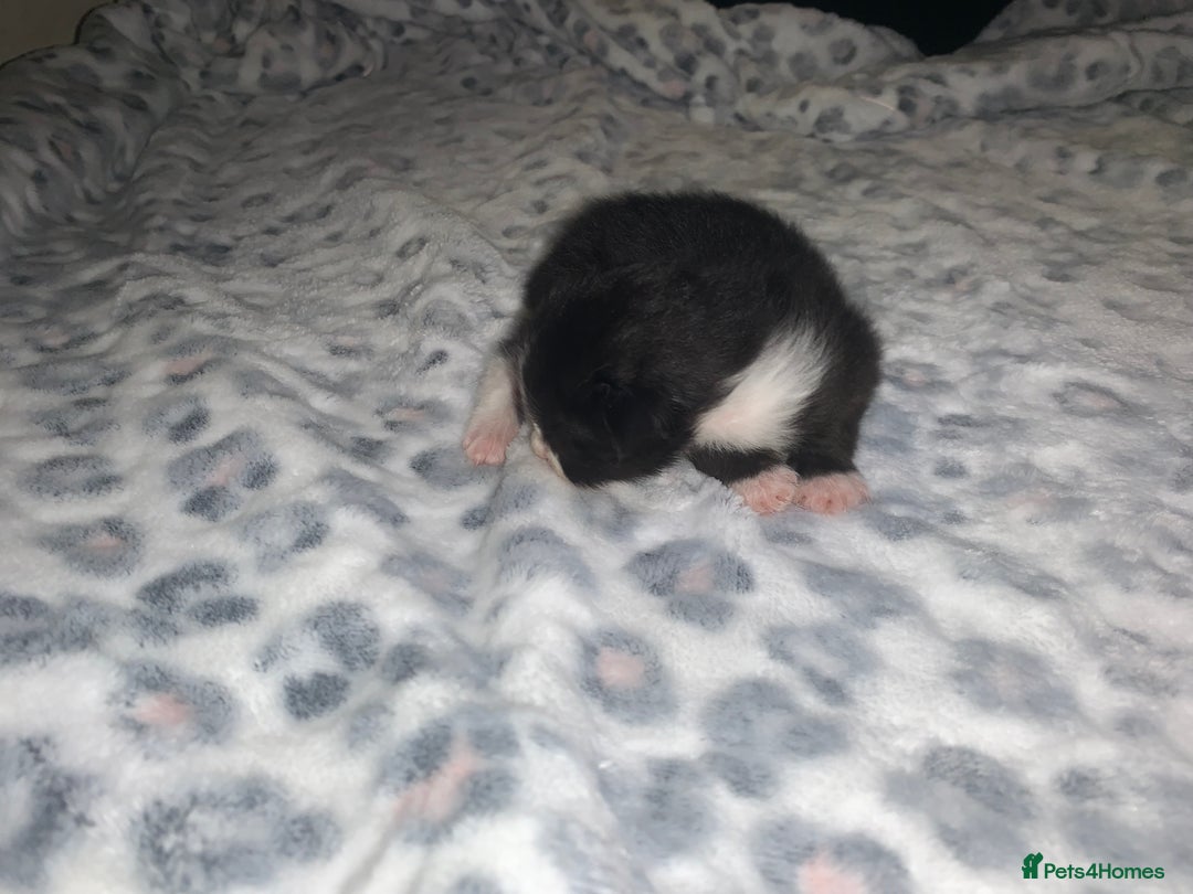 Mixed Breed cats for sale: Bright tabby’s and black kittens  - Advert 16