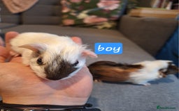 Guinea Pig rodents for sale: Two boys and girls, sold in pairs - Image 6
