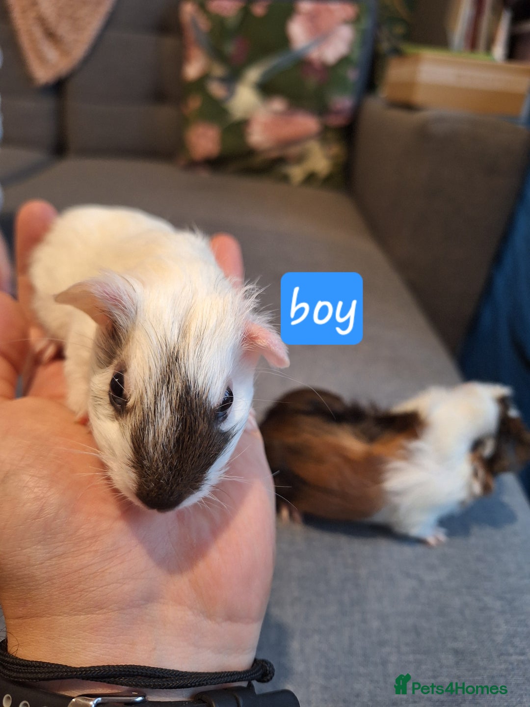 Guinea Pig rodents for sale: Two boys and girls, sold in pairs - Image 6