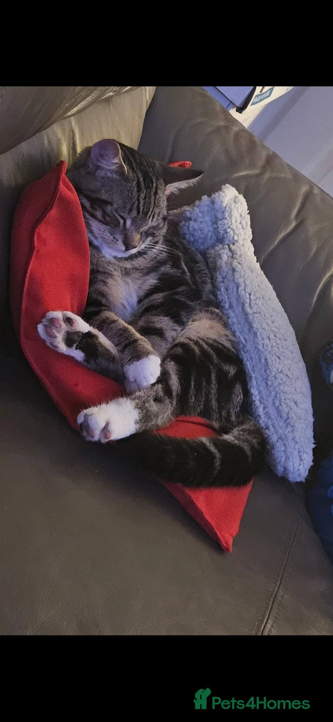 Mixed Breed cats for sale: 8 Month Old Tabby Cat – Looking for a Loving Home - Advert 5