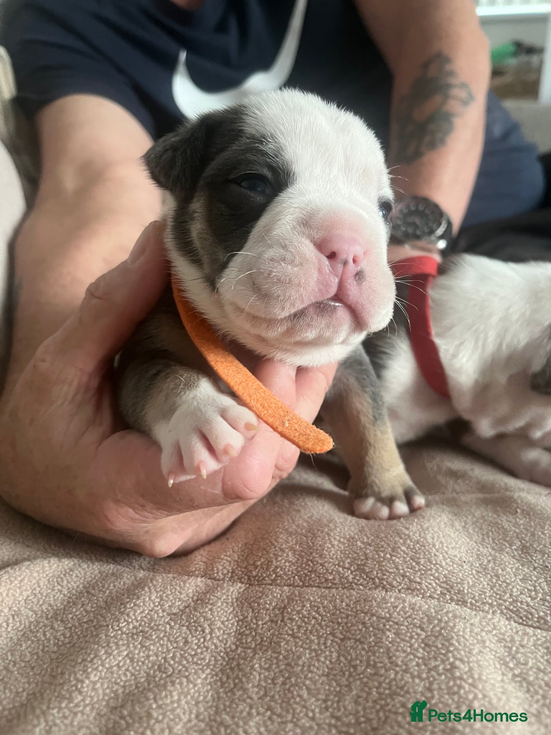 Olde English Bulldogge dogs for sale: Old English bulldog puppies - Image 8