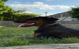 Dobermann dogs for sale: Male Dobermann 18 Months Old Crate Trained - Image 6
