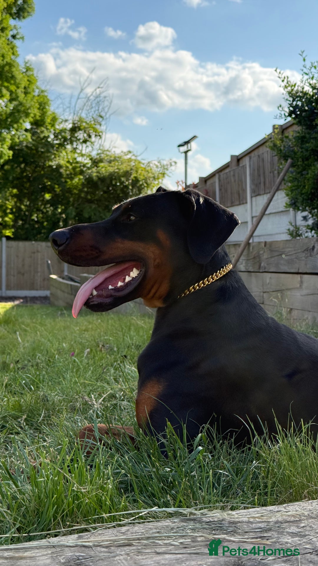Dobermann dogs for sale: Male Dobermann 18 Months Old Crate Trained - Image 6