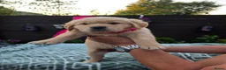 Golden Retriever dogs for sale: 9 beautiful golden retriever puppies - Advert 12