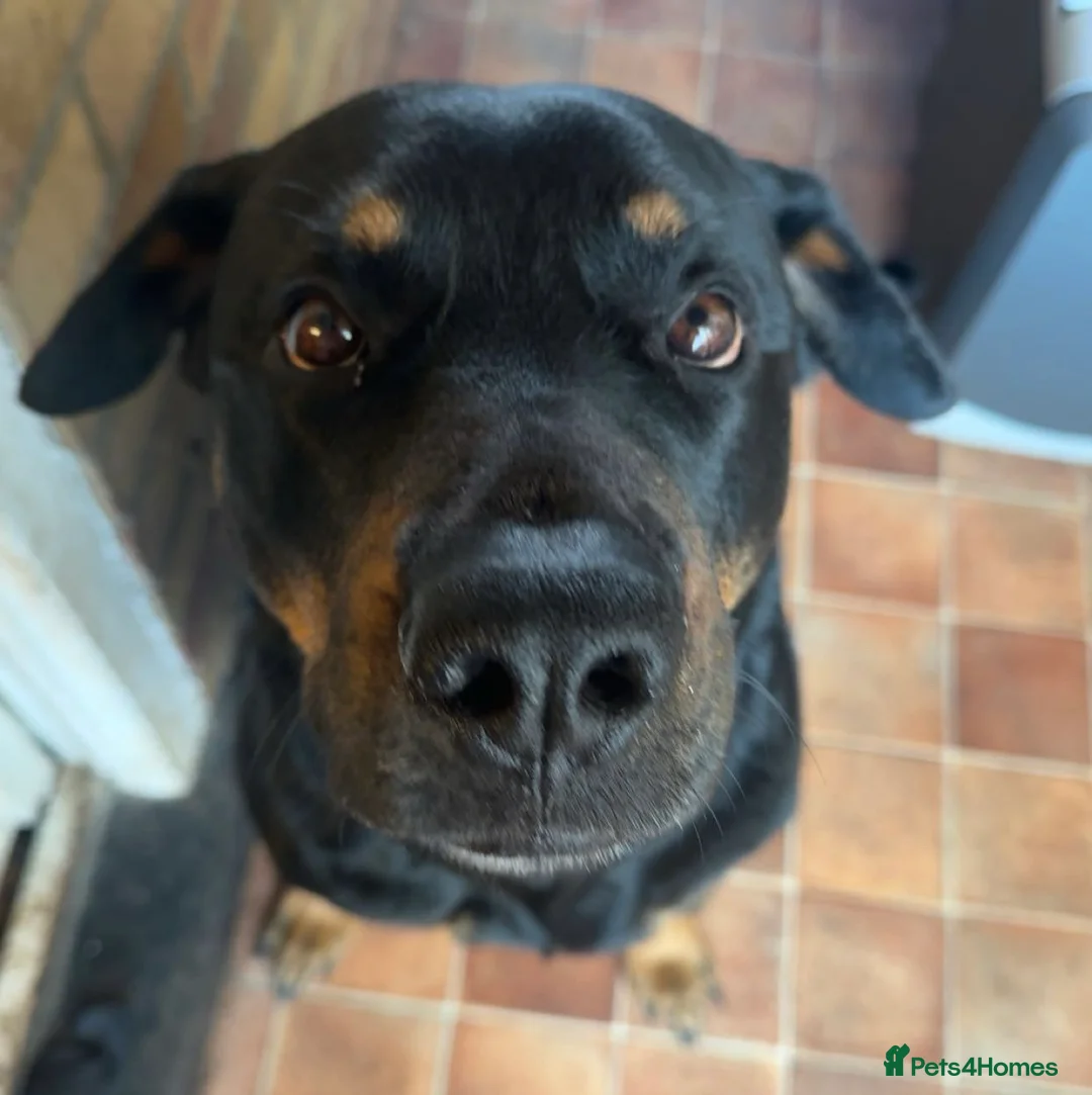 Rottweiler dogs for sale: 2 fluffy cuddly Rottweiler puppies available  - Advert 1