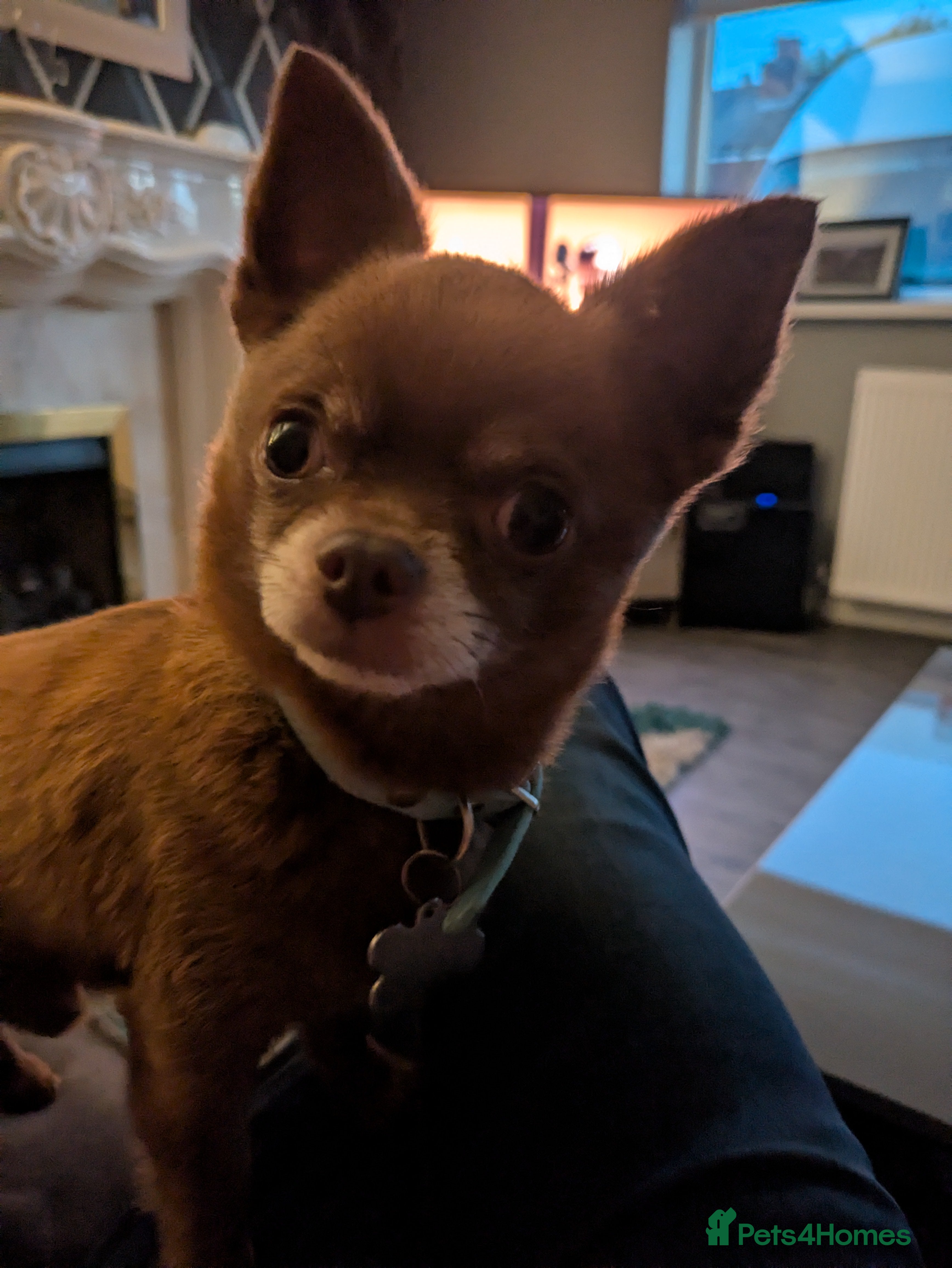 Chihuahua dogs FREDERICK VON LOVEHUNTER KC Champion heritage Stud in Chorley - Advert 5