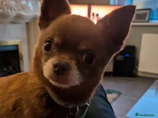 Chihuahua dogs FREDERICK VON LOVEHUNTER KC Champion heritage Stud - Advert 15