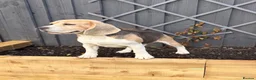 Beagle dogs for sale: Stunning Beagle dog  - Advert 2