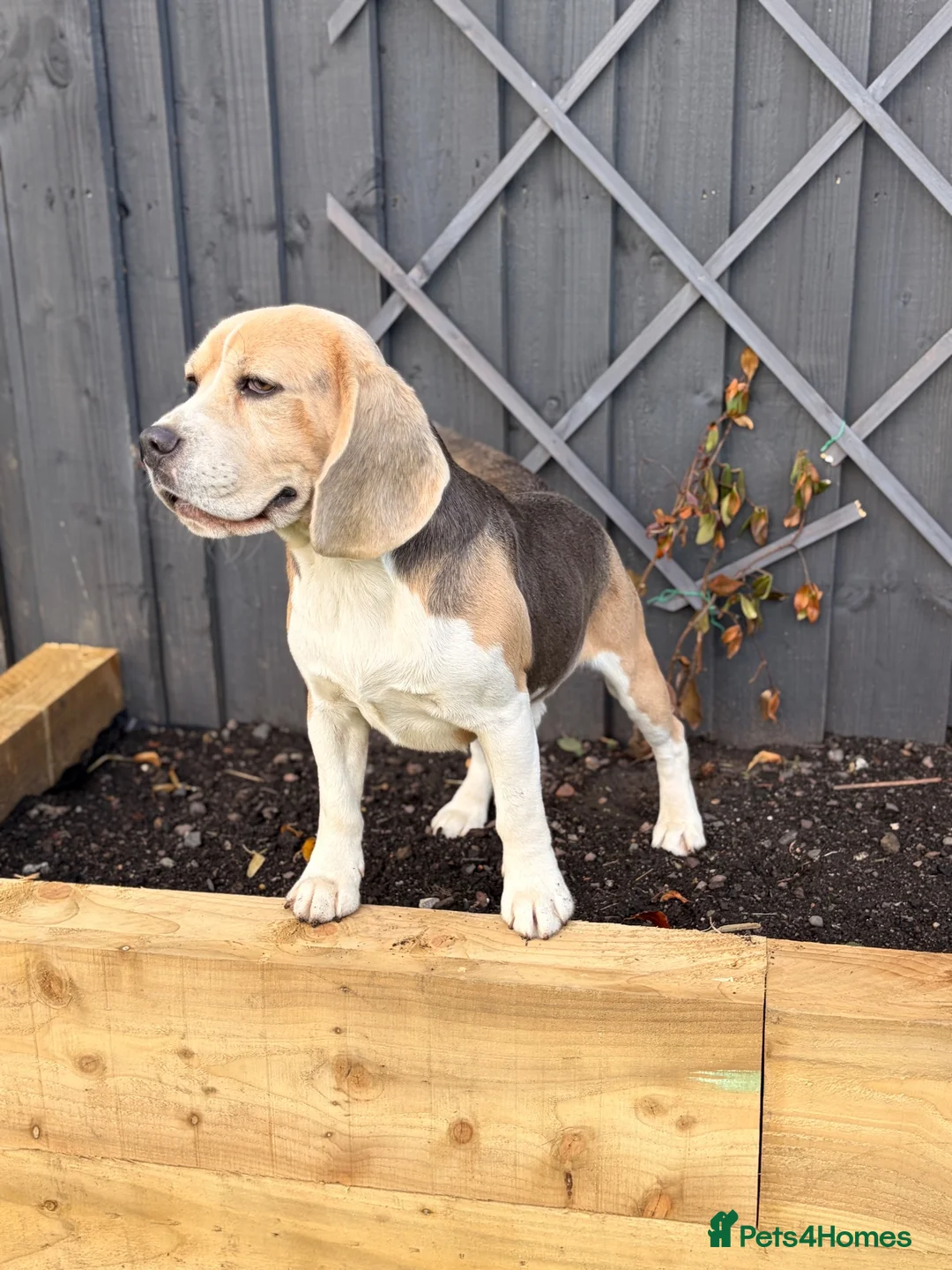 Beagle dogs for sale: Stunning Beagle dog  - Advert 2