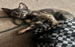 Mixed Breed cats for sale: 5 beautiful kittens ready for a new loving home  - Image 8
