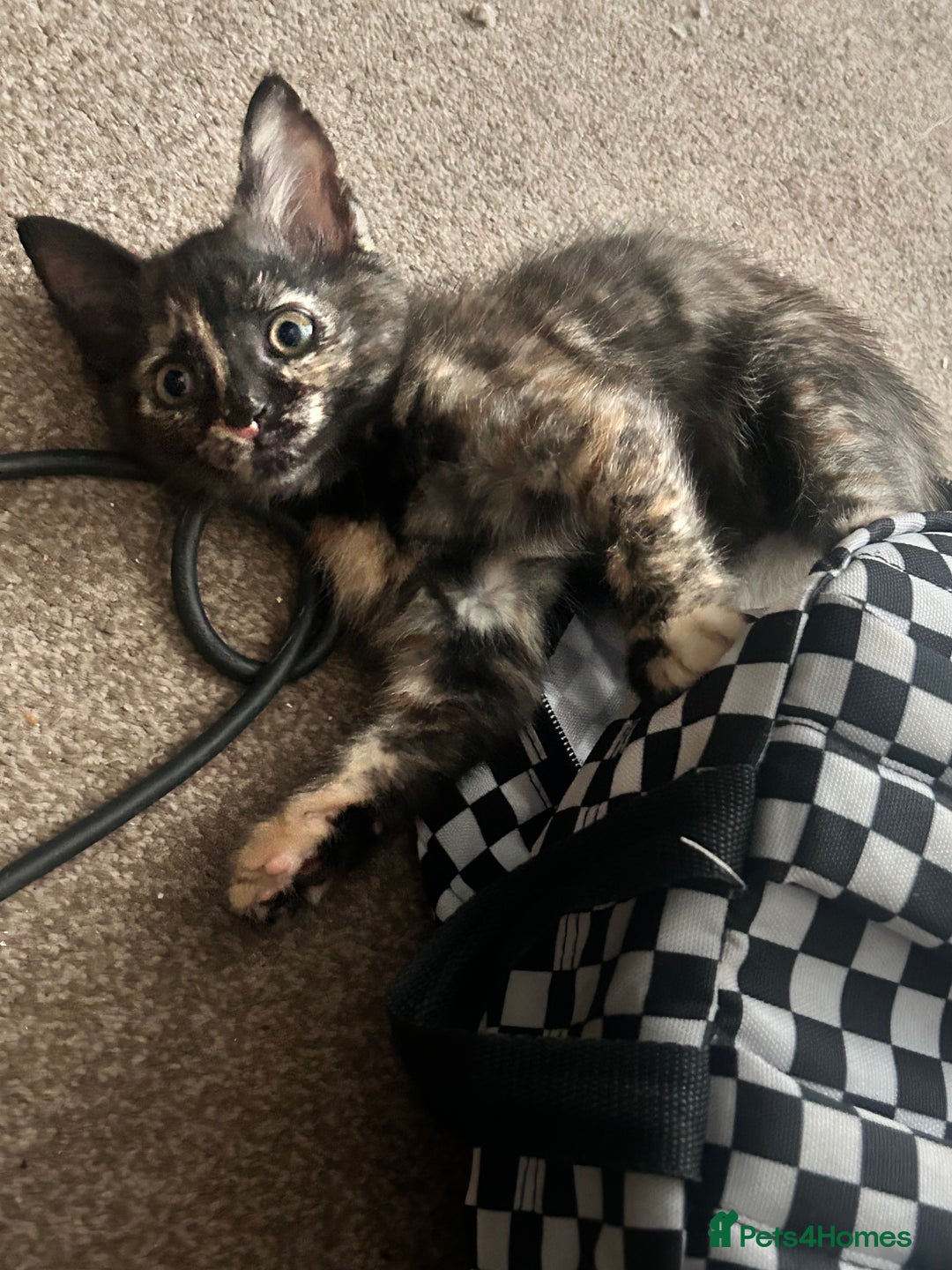 Mixed Breed cats for sale: 5 beautiful kittens ready for a new loving home  - Image 8