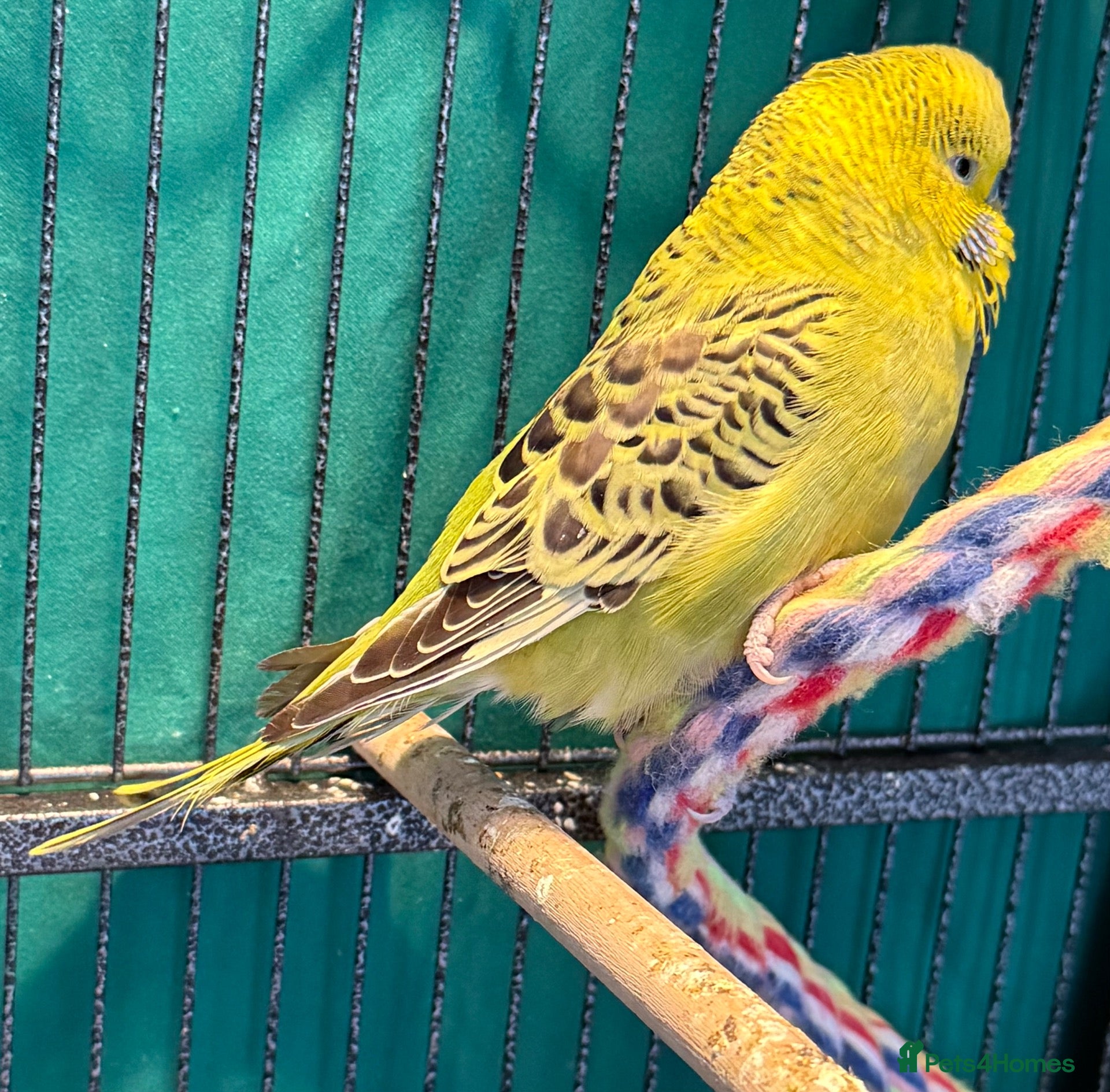 Budgerigars birds Young budgies males & females (please read ad)   - Advert 2