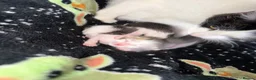 Mixed Breed cats for sale: 2 little kittens looking for a loving home forlife - Advert 4