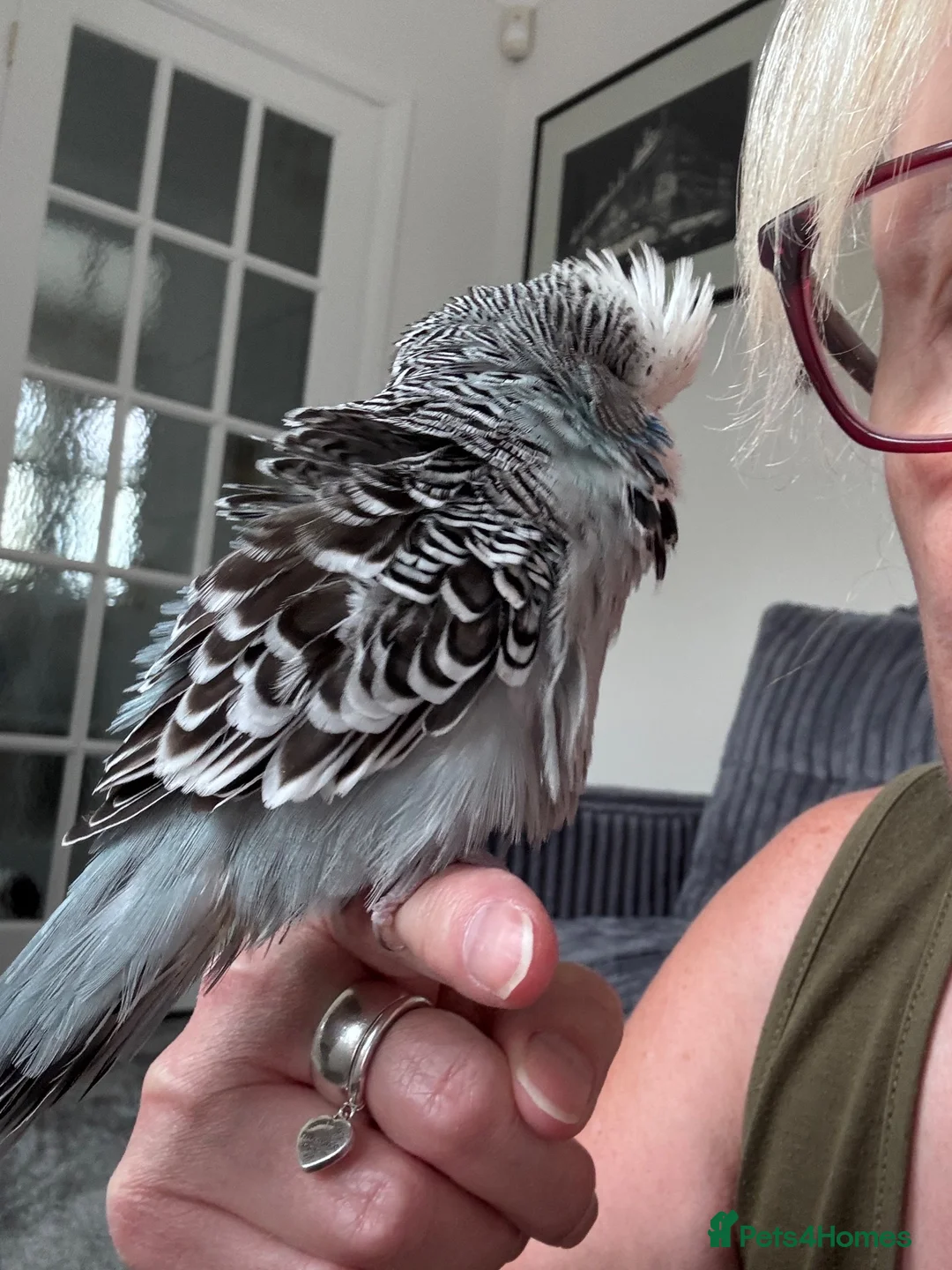 Budgerigars birds for sale: Super Tame Male Exhibition Budgie & Cage - Advert 2
