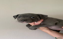 Staffordshire Bull Terrier dogs for sale: Blue Staffordshire bull terrier puppies  - Image 22