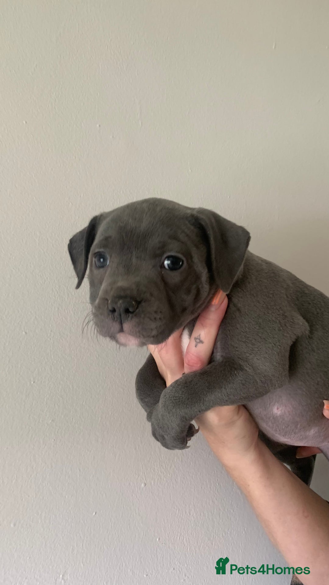 Staffordshire Bull Terrier dogs for sale: Blue Staffordshire bull terrier puppies  - Image 22