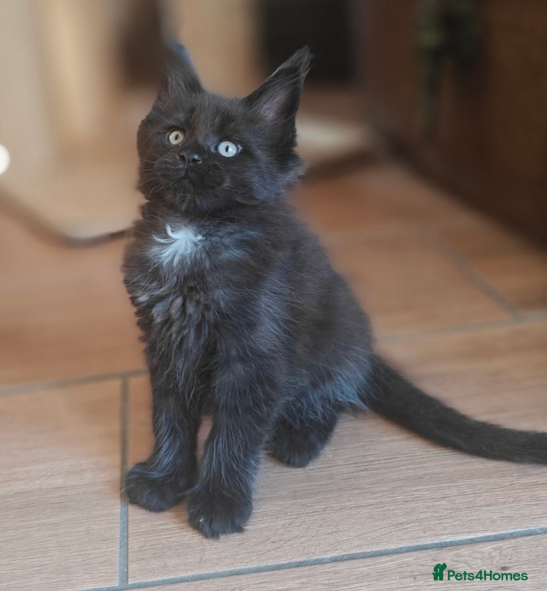 Maine Coon cats for sale: Adorable GCCF Black smoke Maine Coons kittens  - Image 7