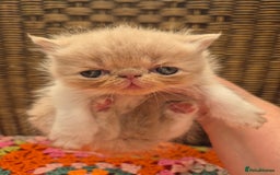 Exotic cats for sale: 🏆Champion sired exotic and Persian kittens 😸 ♥️  - Image 14
