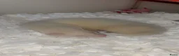 Ferret rodents for sale: Friendly ferret for sale  in Rotherham - Advert 1