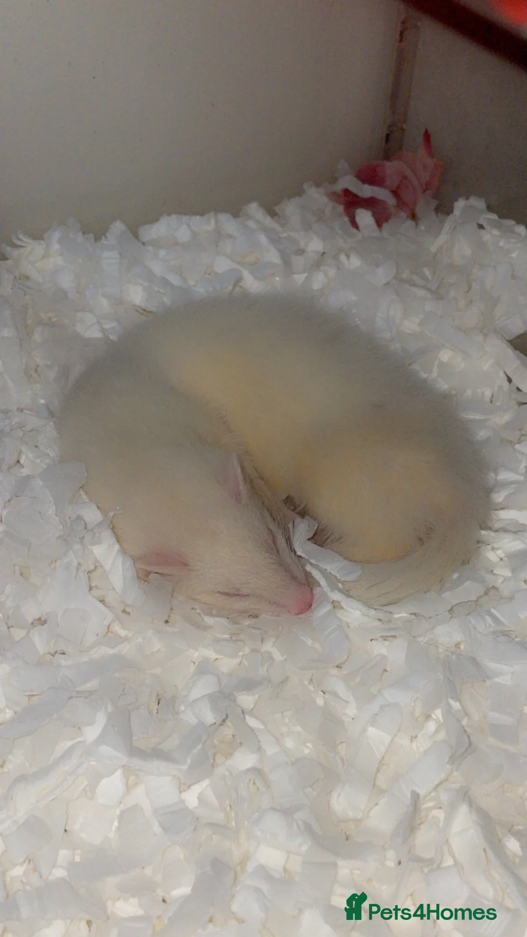 Ferret rodents for sale: Friendly ferret for sale  in Rotherham - Advert 1