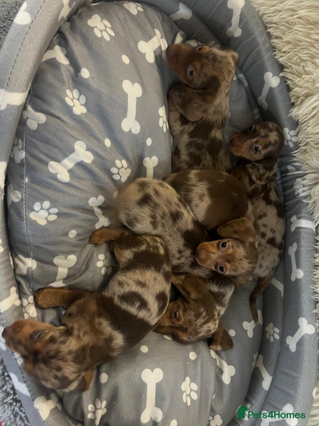 Dachshund dogs for sale: Miniature dachshund puppies for sale - Advert 1