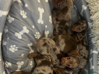 Dachshund dogs Miniature dachshund puppies for sale - Advert 1