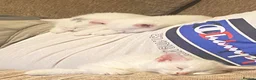 Turkish Van cats for sale: Family friendly Turkish van kittens for sale. in London - Advert 10