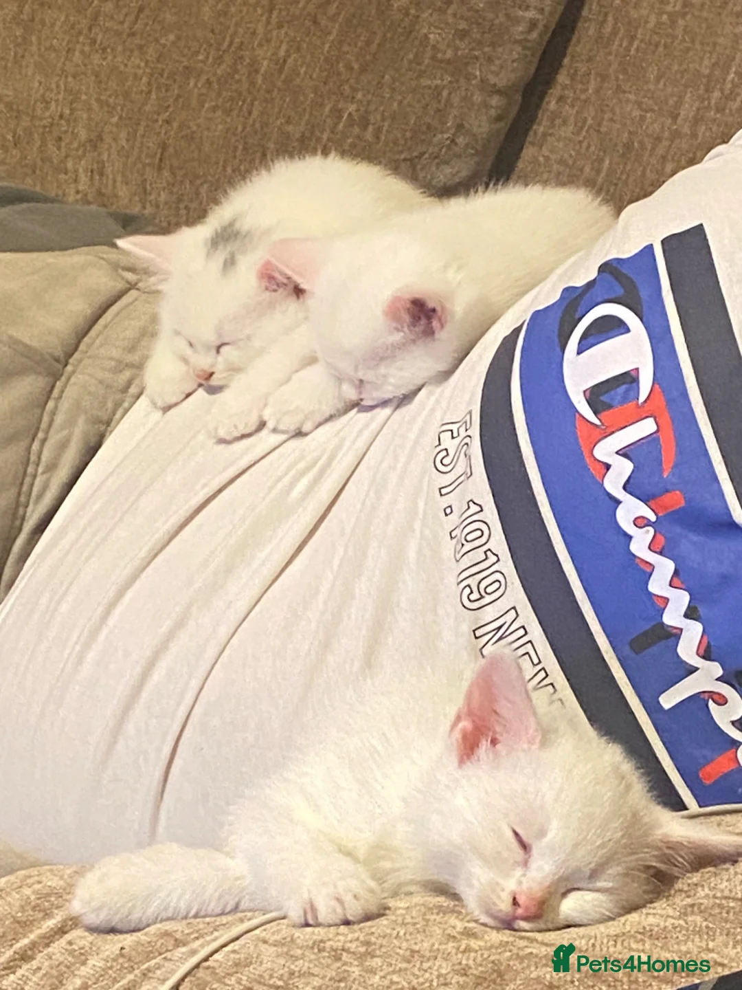 Turkish Van cats for sale: Family friendly Turkish van kittens for sale. in London - Advert 10
