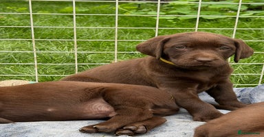 Labrador Retriever dogs - Advert 4