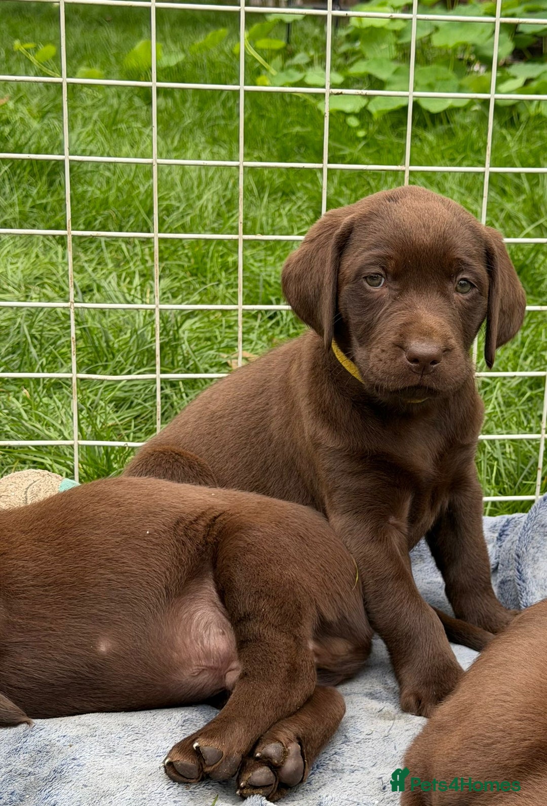 Labrador Retriever dogs for sale: KC SILVER/CHOCOLATE PEDIGREE LABRADOR PUPIES - Image 3