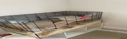 Gerbil rodents for sale: 3 beautiful female gerbils  in Reading - Advert 1