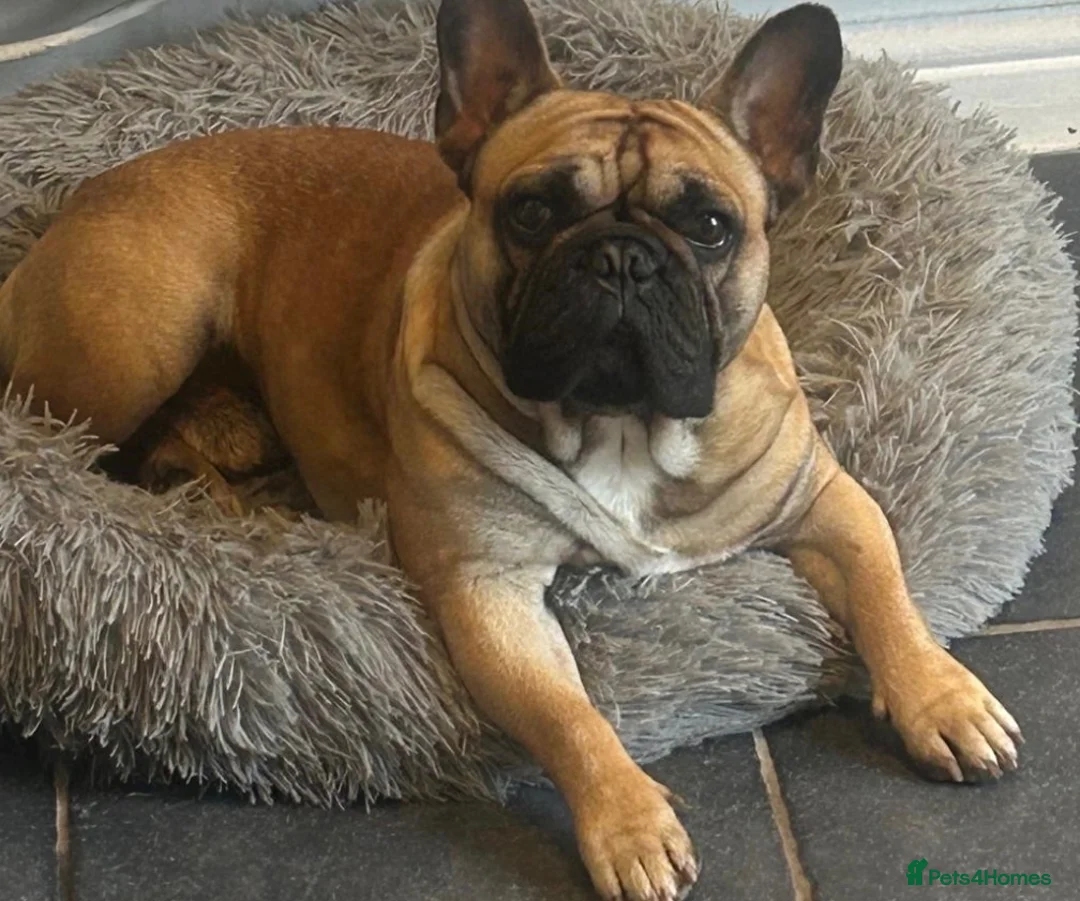 French Bulldog dogs for stud: Stud only  - Advert 1
