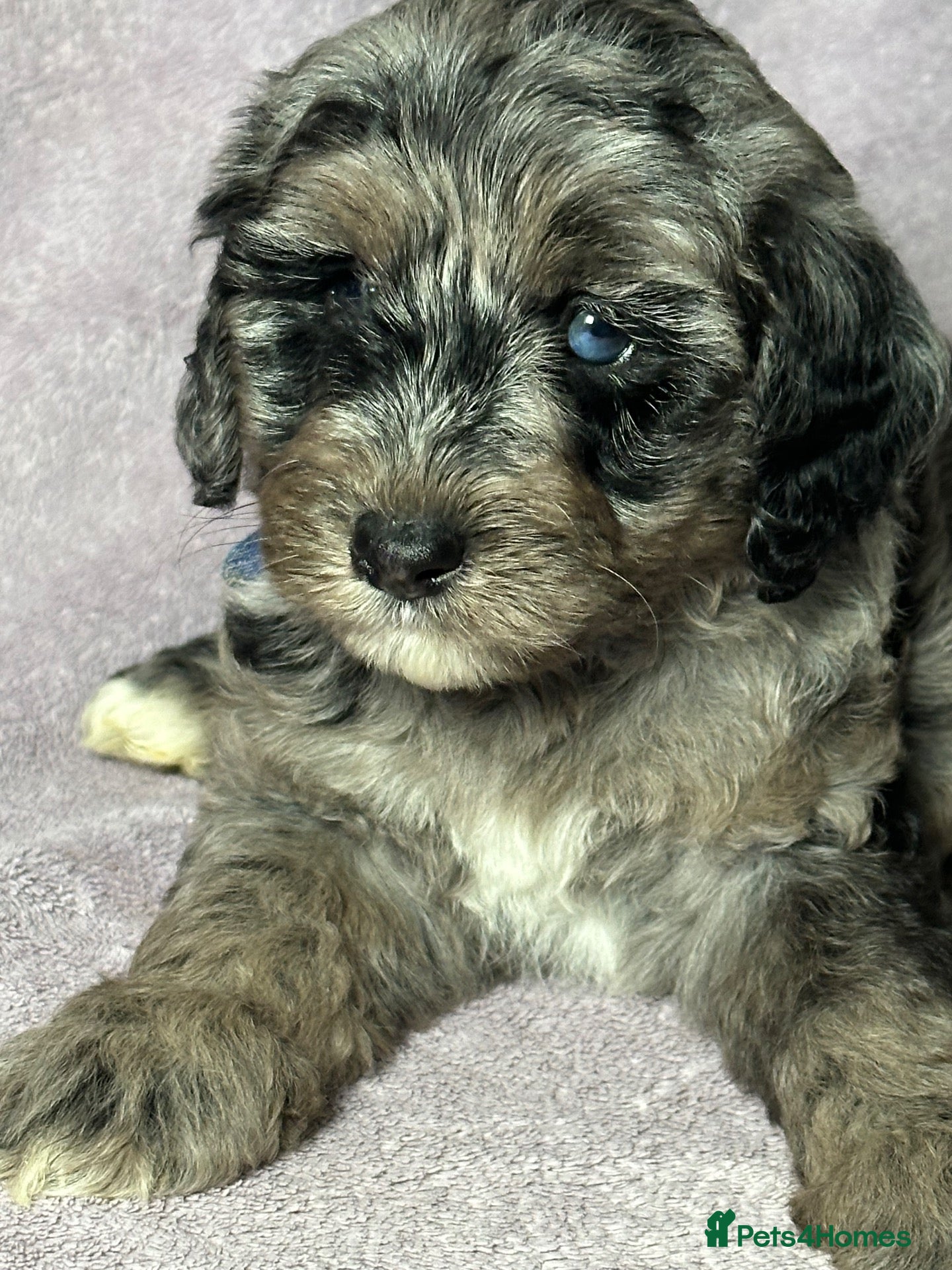 Mixed Breed dogs Unique sheepadoodle mix  - Advert 9