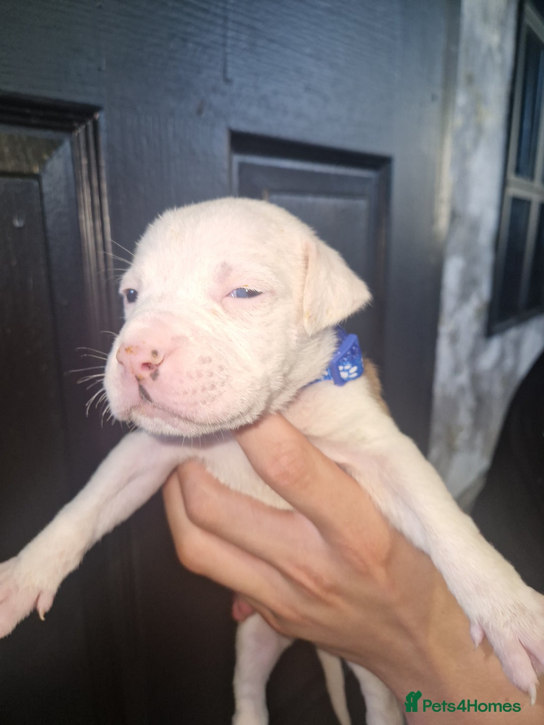 American Bulldog dogs for sale: American  bulldog  pups - Image 30