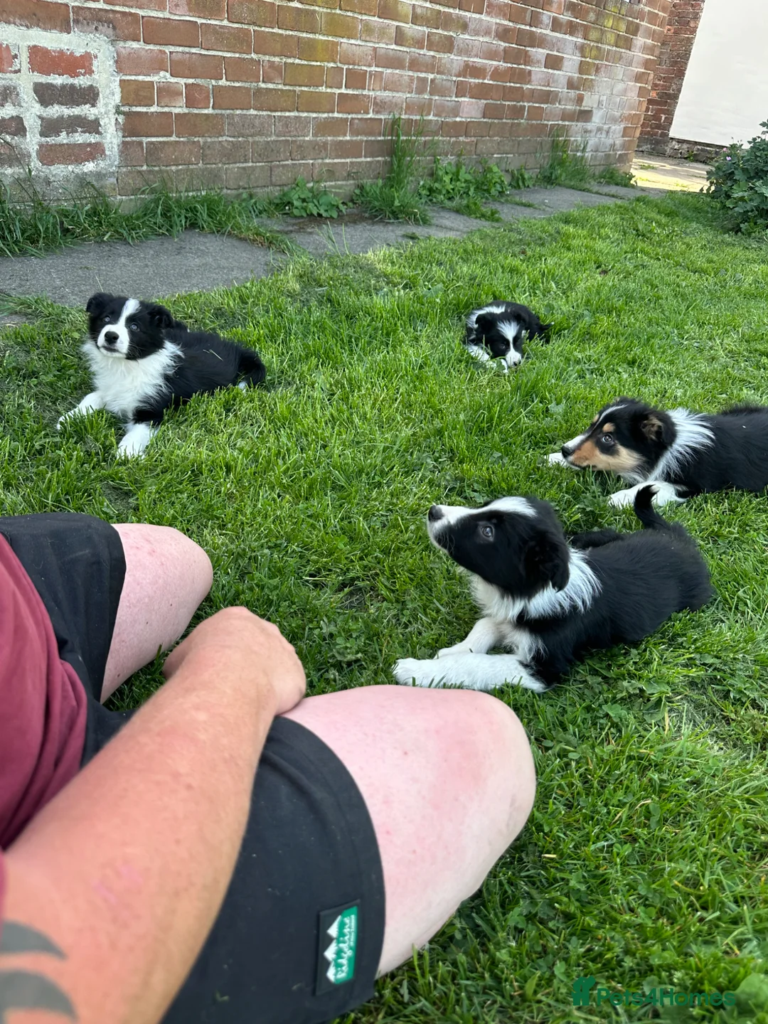 Border Collie dogs for sale: ISDS registered border collie puppies  - Advert 1