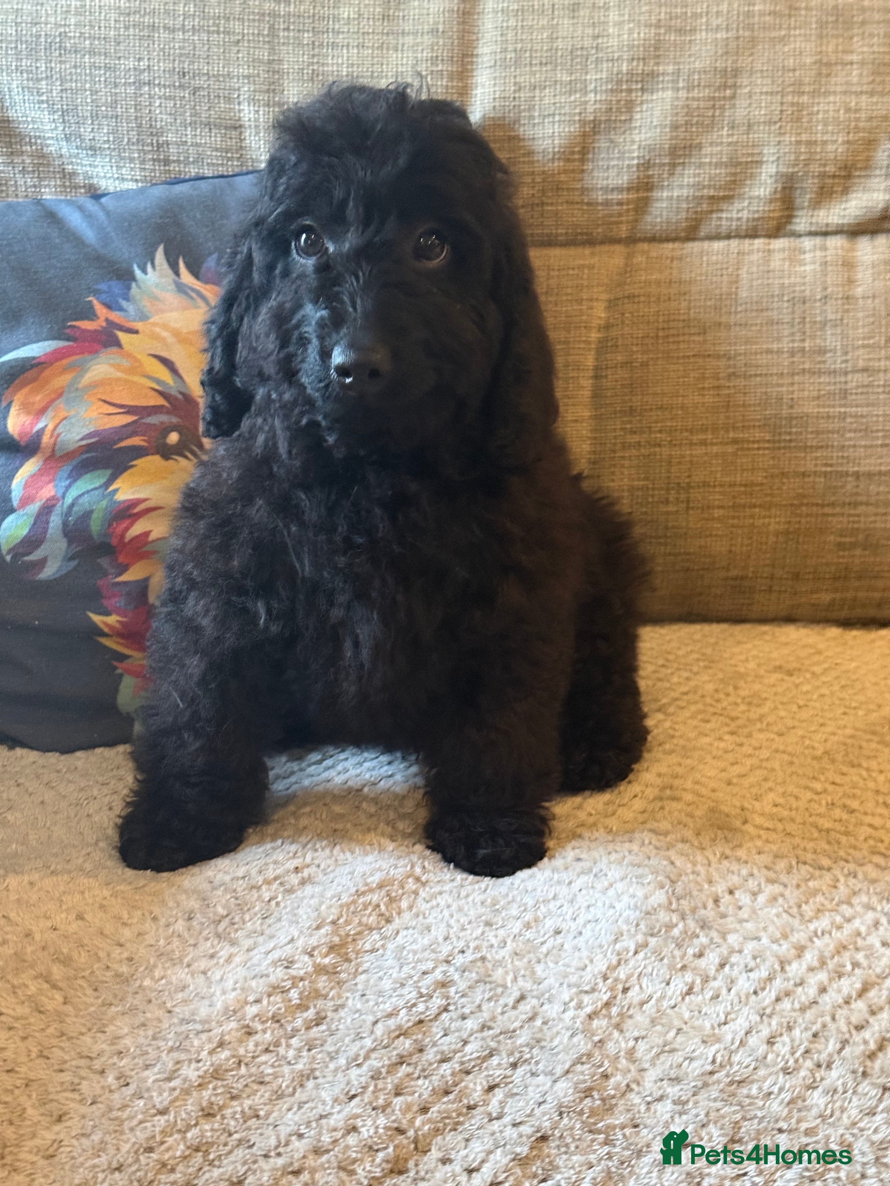 Cockapoo dogs F1B Cockapoo 1 Boy  fully vaccinated  - Advert 11