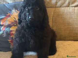 Cockapoo dogs F1B Cockapoo 1 Boy fully vaccinated - Advert 11