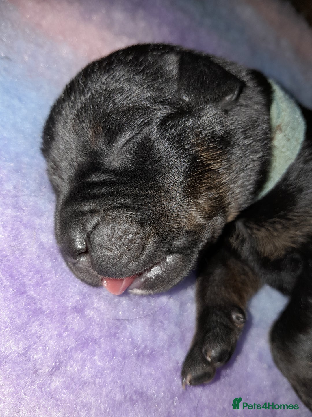 Mixed Breed dogs for sale: Rottweiler/pressa f1 - Image 11