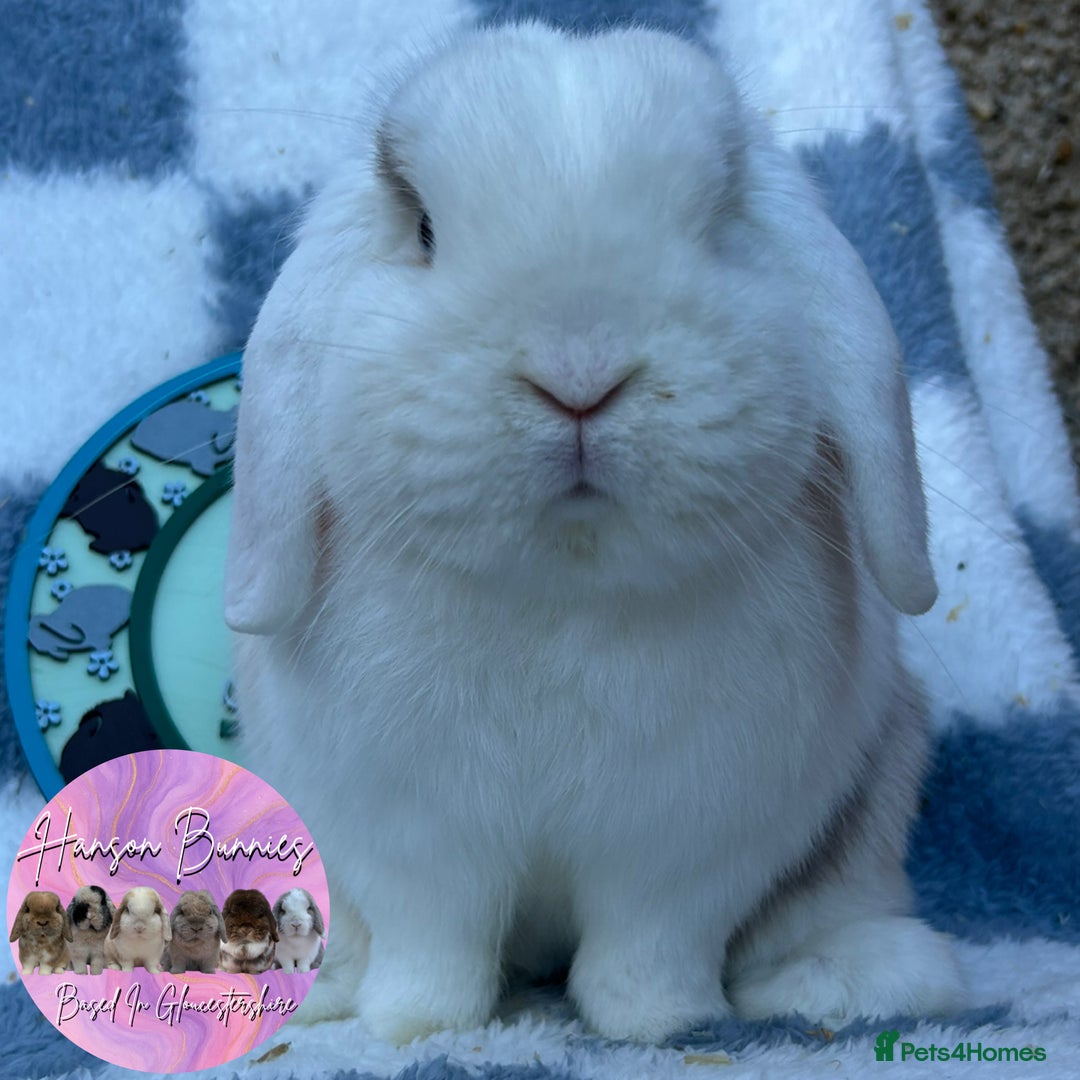 Mini Lop rabbits for sale: Beautiful Mini Lops Available  - Advert 3