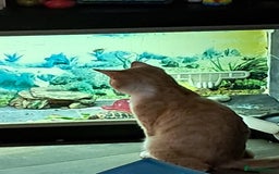 British Shorthair cats for sale: Two female cats - Image 13