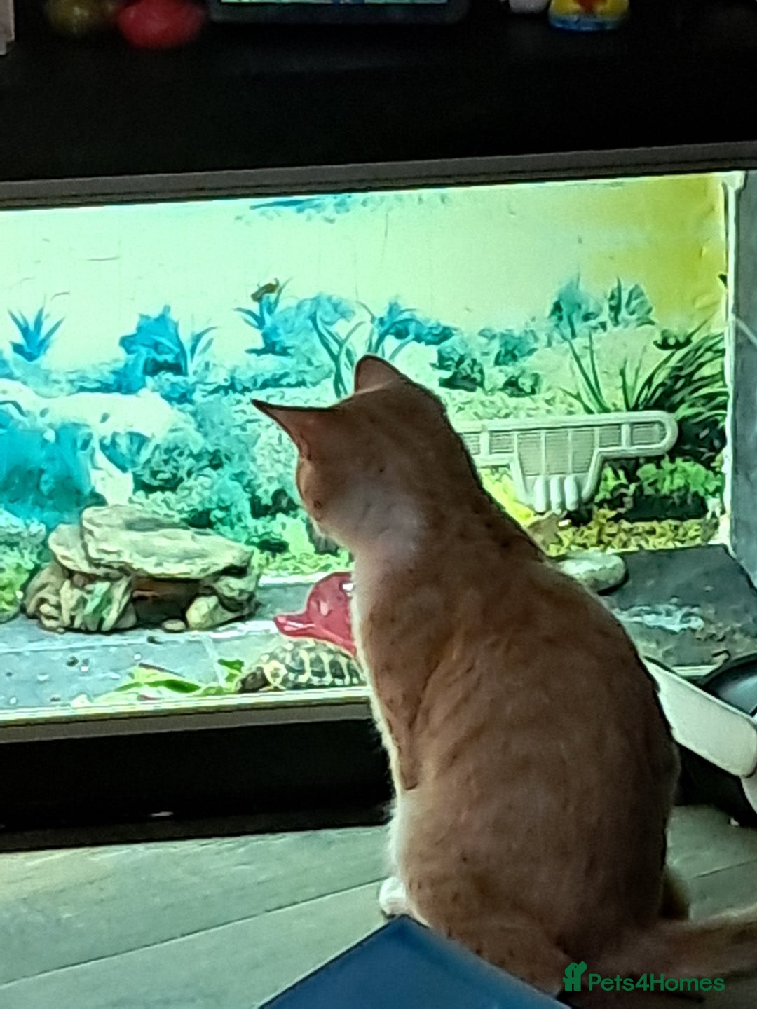 British Shorthair cats for sale: Two female cats - Image 13