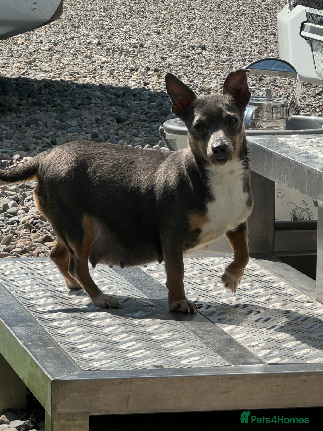 Chihuahua dogs for sale: CHIHUAHUA PUPPIES  - Advert 1