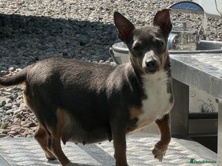 Chihuahua dogs CHIHUAHUA PUPPIES - Advert 4