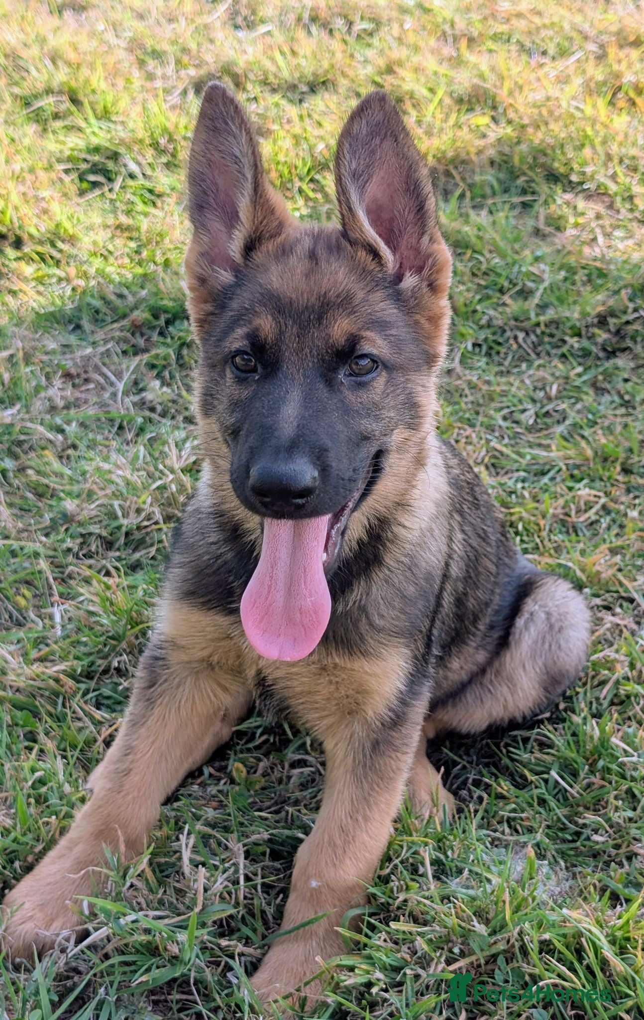 German Shepherd dogs K.C. reg GSD female - Advert 2