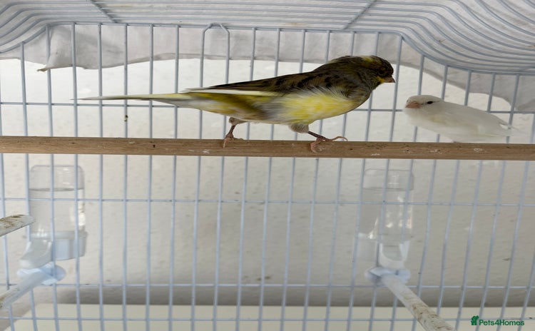 Canaries birds - Advert 1