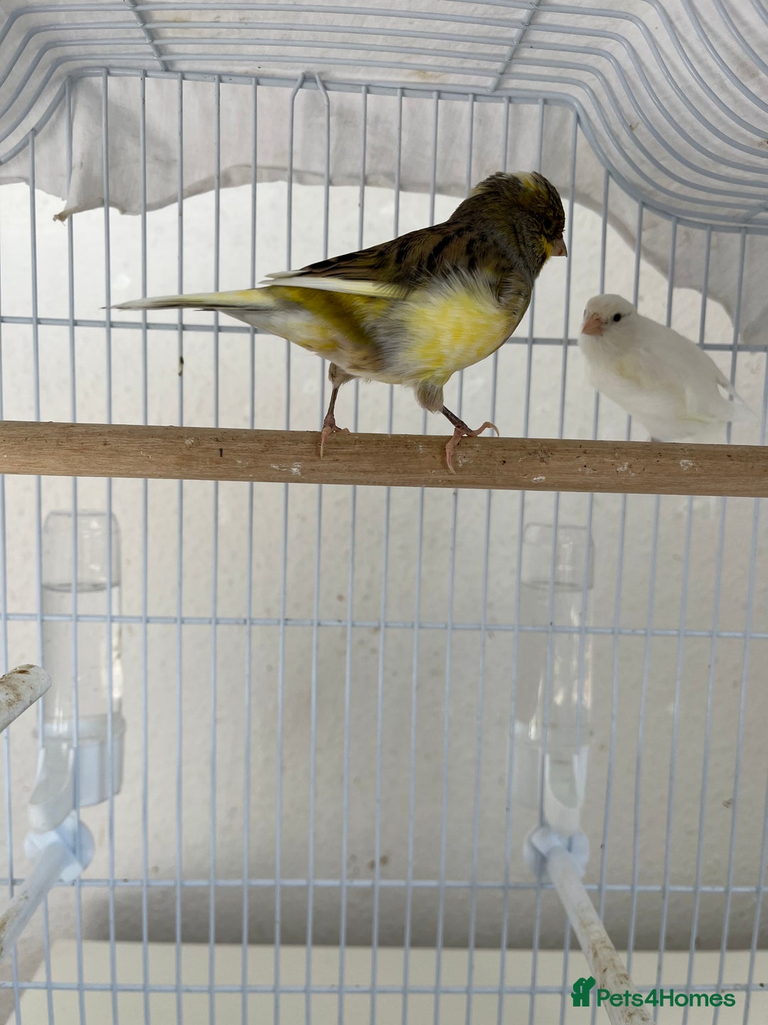 Canaries birds for sale: Canary  - Image 1