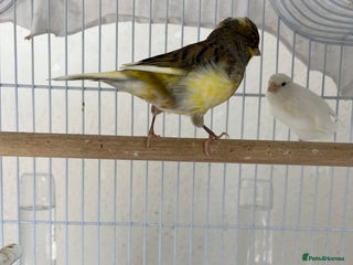 Canaries birds - Advert 2