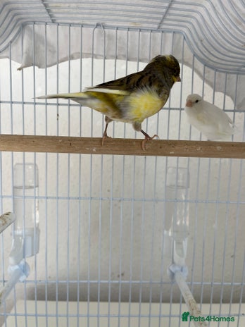 Canaries birds - Advert 8