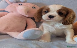 Cavalier King Charles Spaniel dogs for sale: High quality Cavalier King Charles Spaniel Puppies - Image 3